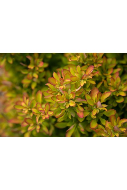 Яскраве листя барбариса Лімончелло